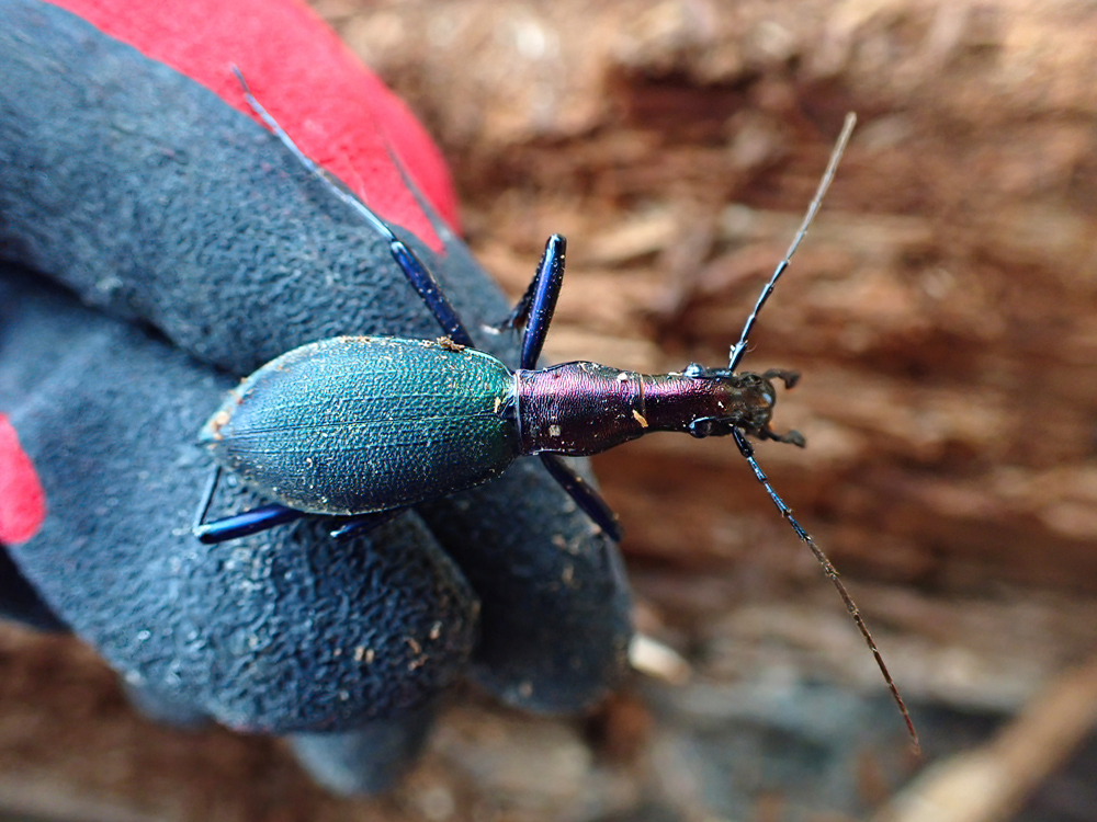 青森県に採集に行った日記（2022 0416）その1。 - 金太郎が行くよ