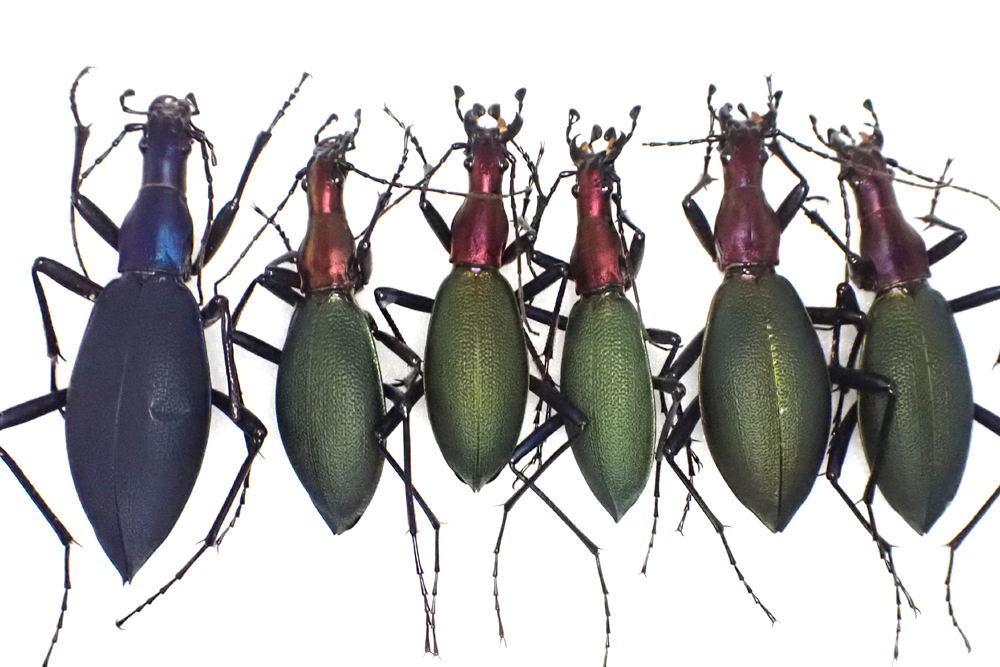青森県に採集に行った日記（2022 0417）その4。 - 金太郎が行くよ