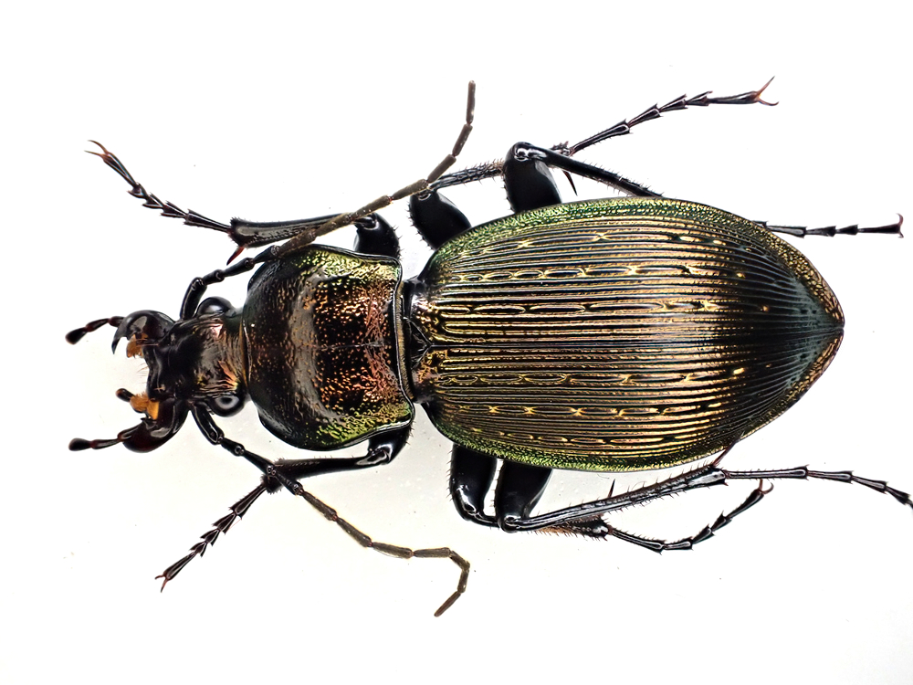 青森県産 美麗個体 キタマイマイカブリ キタカブリ ペア