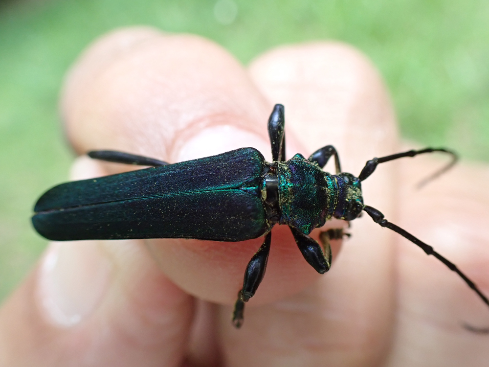 割と近くの山にムラサキアオカミキリを取りに行った日記（2023