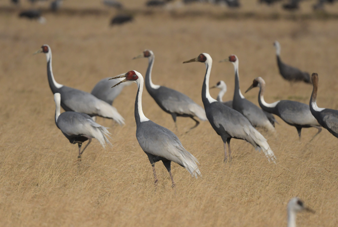 ツルの国に鳥を見に行った日記(2024 0106~08)その14。 - 金太郎が行くよ