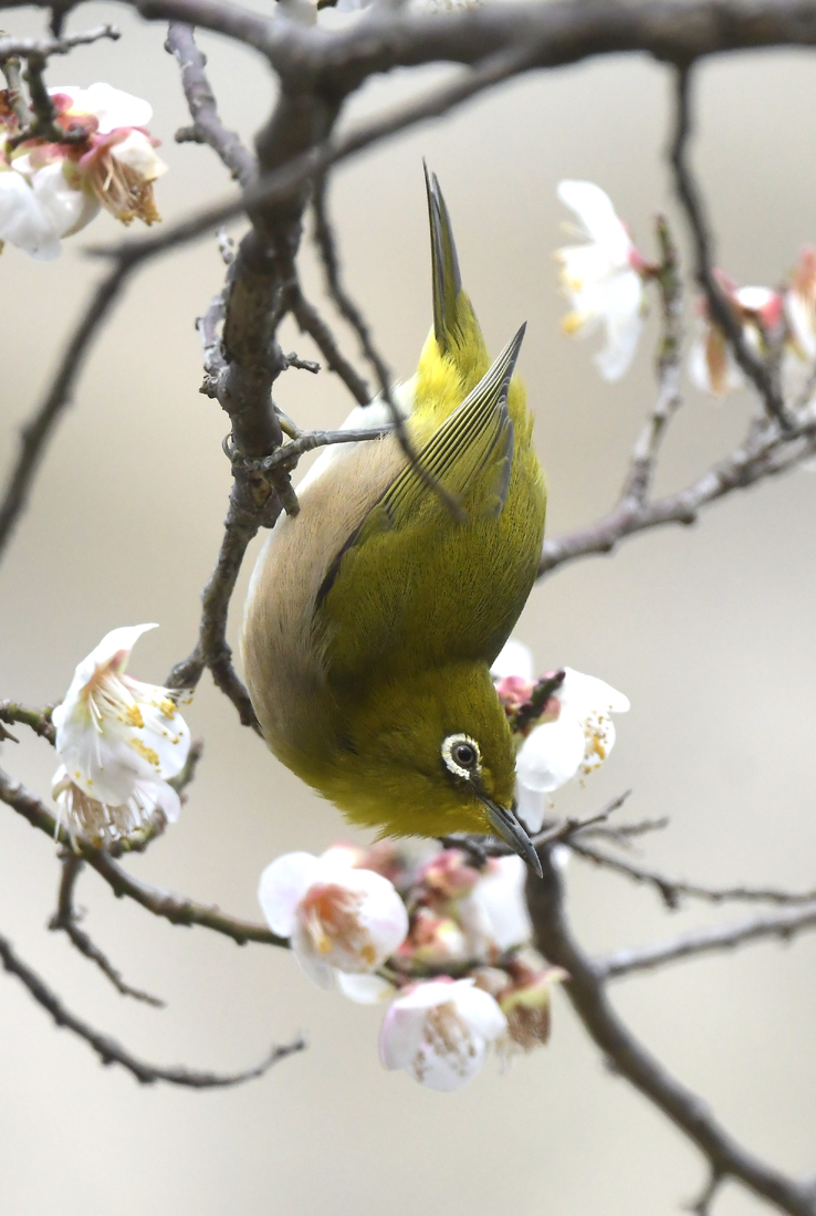 近所で鳥を見た日記(2024 0204)その7。 - 金太郎が行くよ
