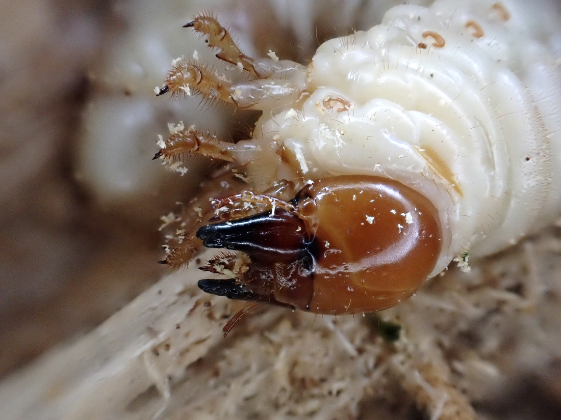 昆虫相手にマジ喧嘩様リクエスト 対馬へクワガタを採集に行った日記（2024 0210～12