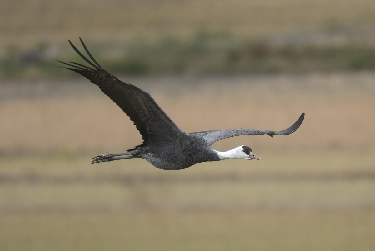 ツルの国へ鳥を見に行った日記(2024 1222)その4。 - 金太郎が行くよ