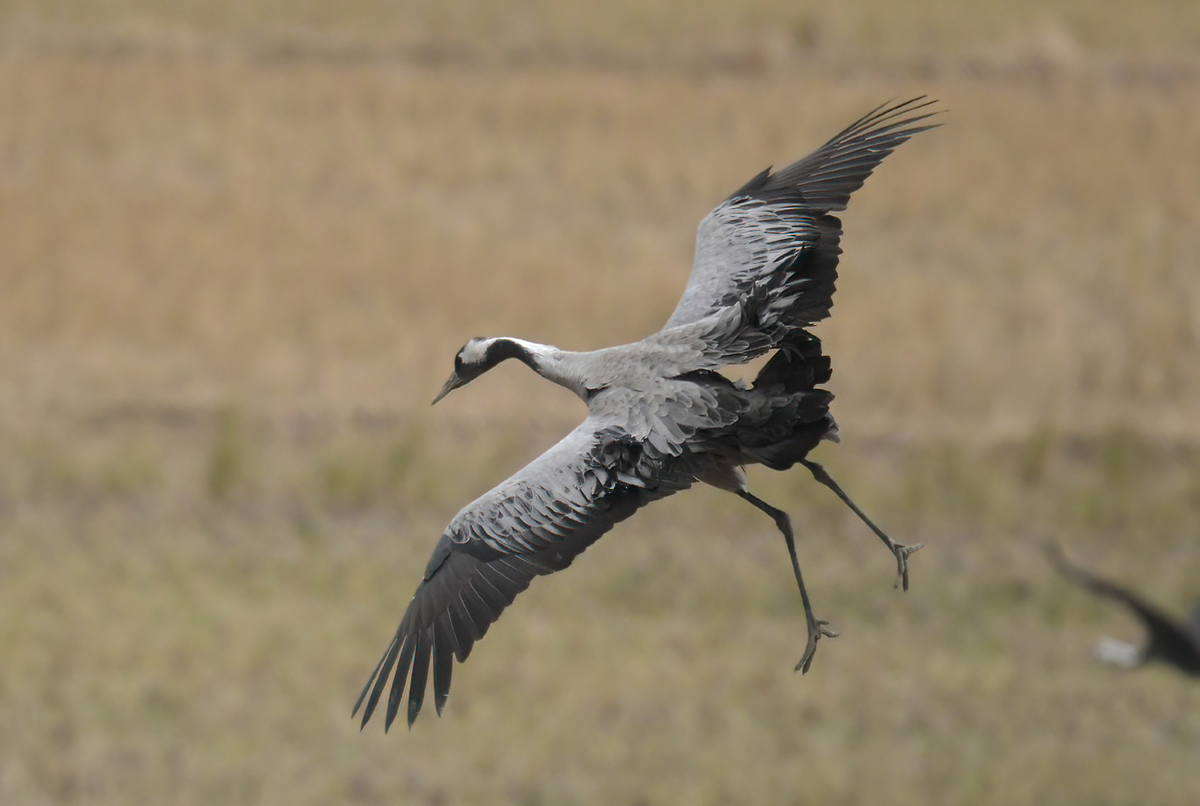 ツルの国へ鳥を見に行った日記(2024 1222)その4。 - 金太郎が行くよ