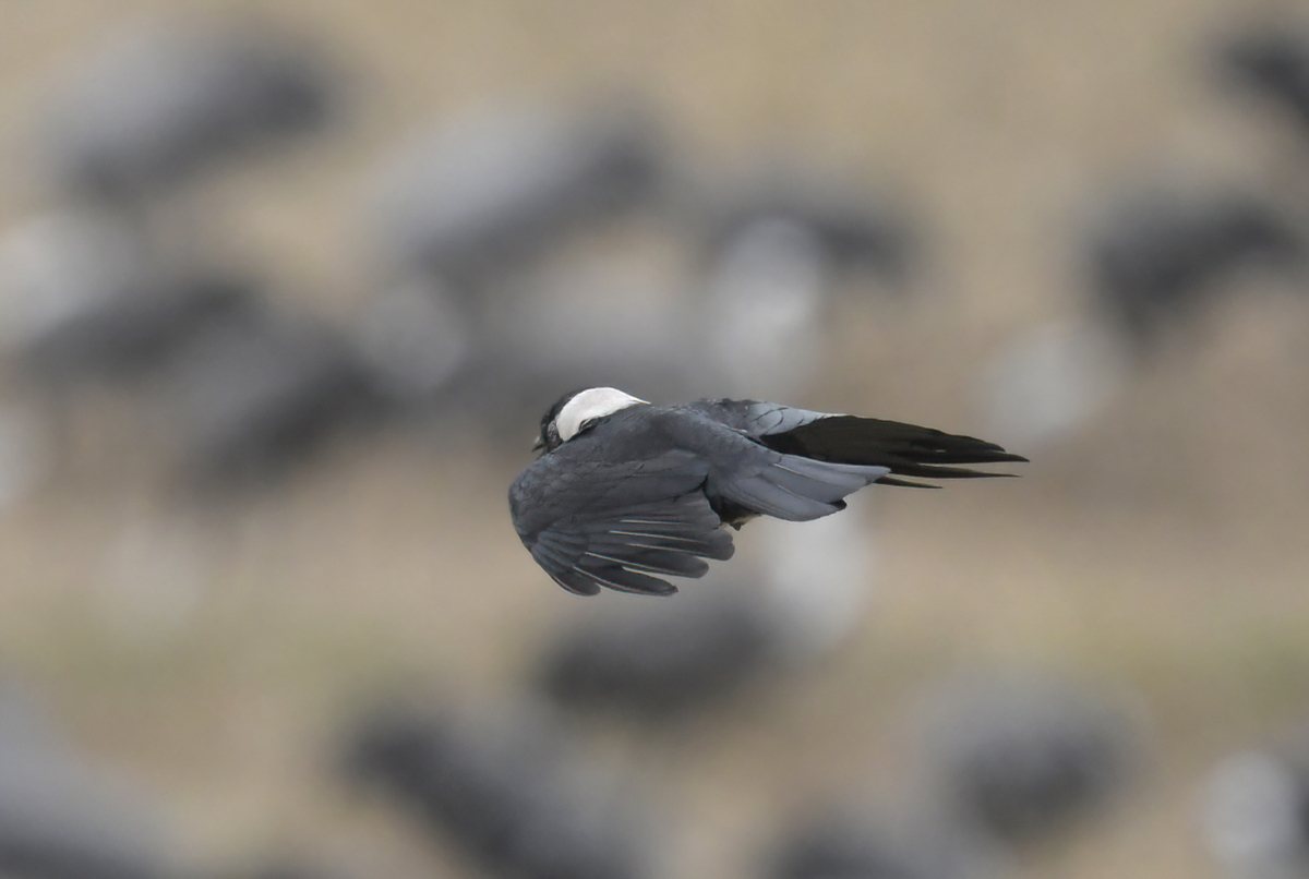 ツルの国へ鳥を見に行った日記(2024 1222)その6。 - 金太郎が行くよ
