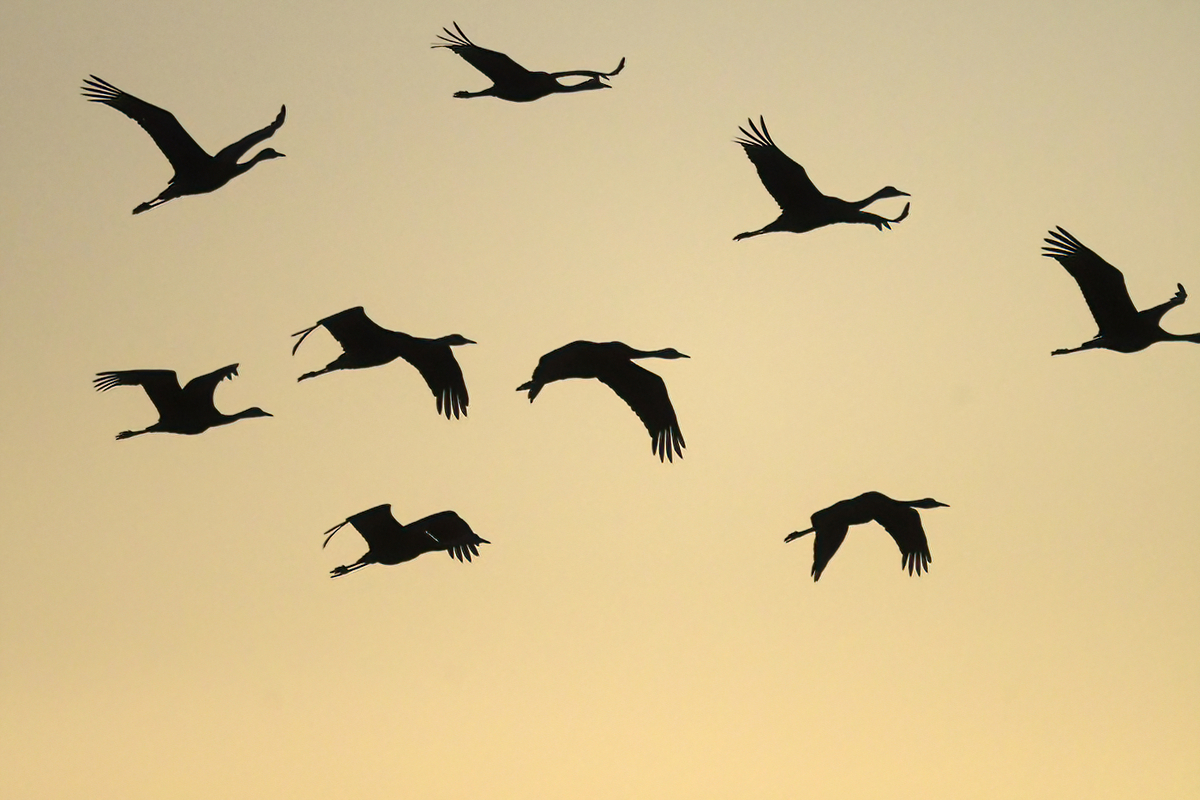 ツルの国へ鳥を見に行った日記(2024 1222)その12。最終回。 - 金太郎が行くよ