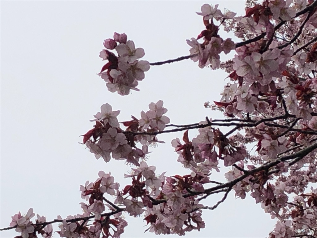 f:id:uga08:20210501061721j:image