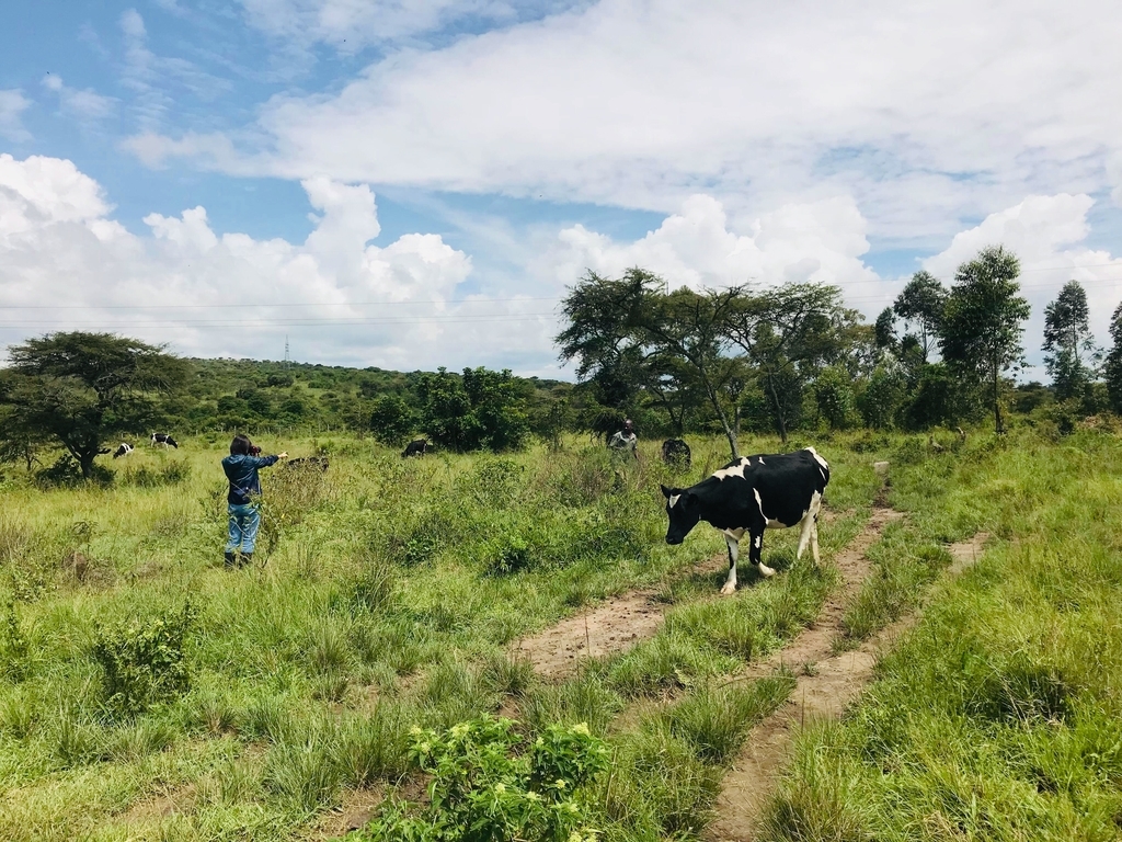 f:id:ugandacowcowdiary:20181205082027j:plain