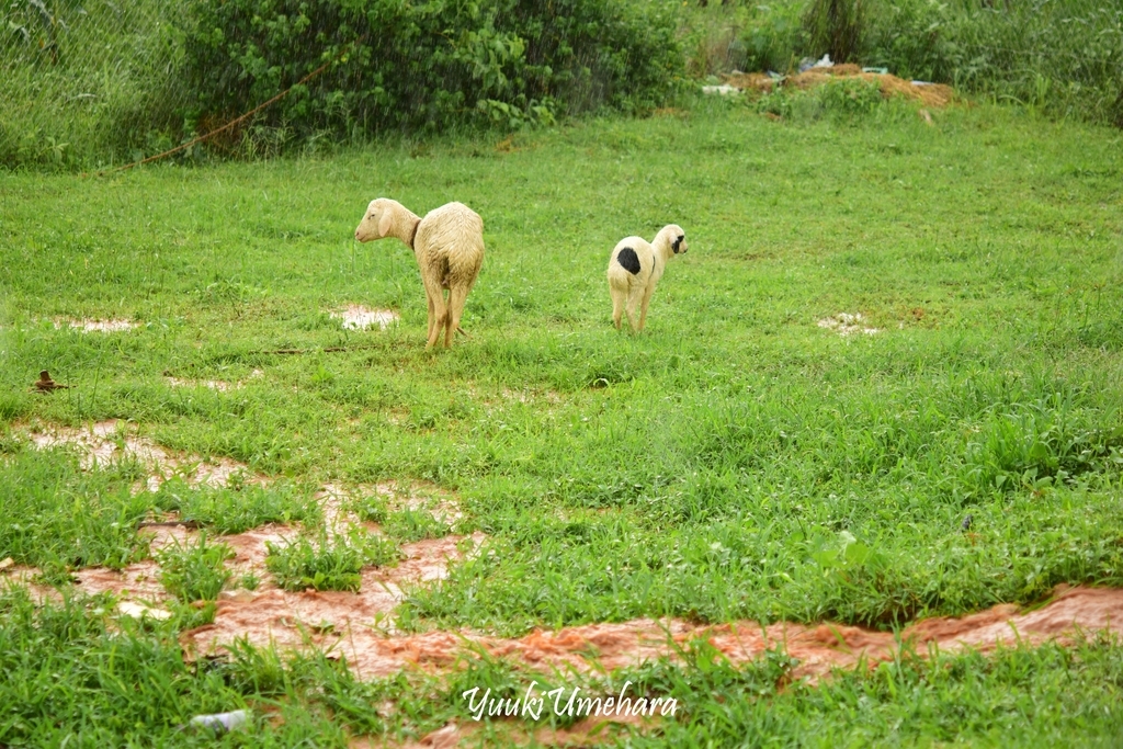 f:id:ugandacowcowdiary:20181211000009j:plain
