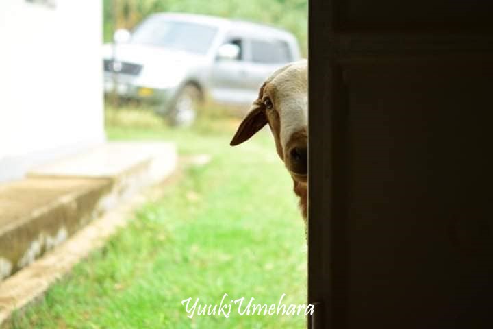f:id:ugandacowcowdiary:20190314123019j:plain