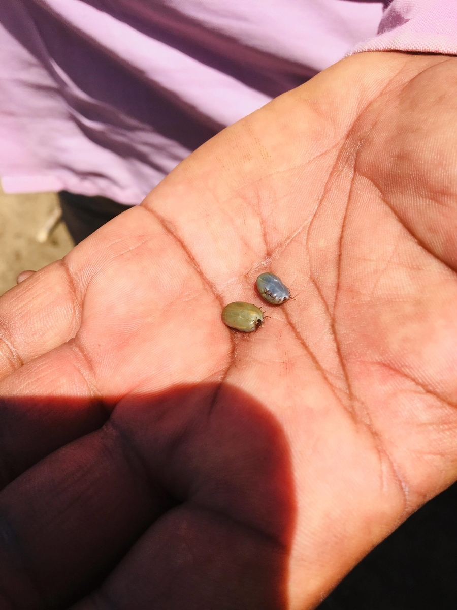 f:id:ugandacowcowdiary:20190318005410j:plain