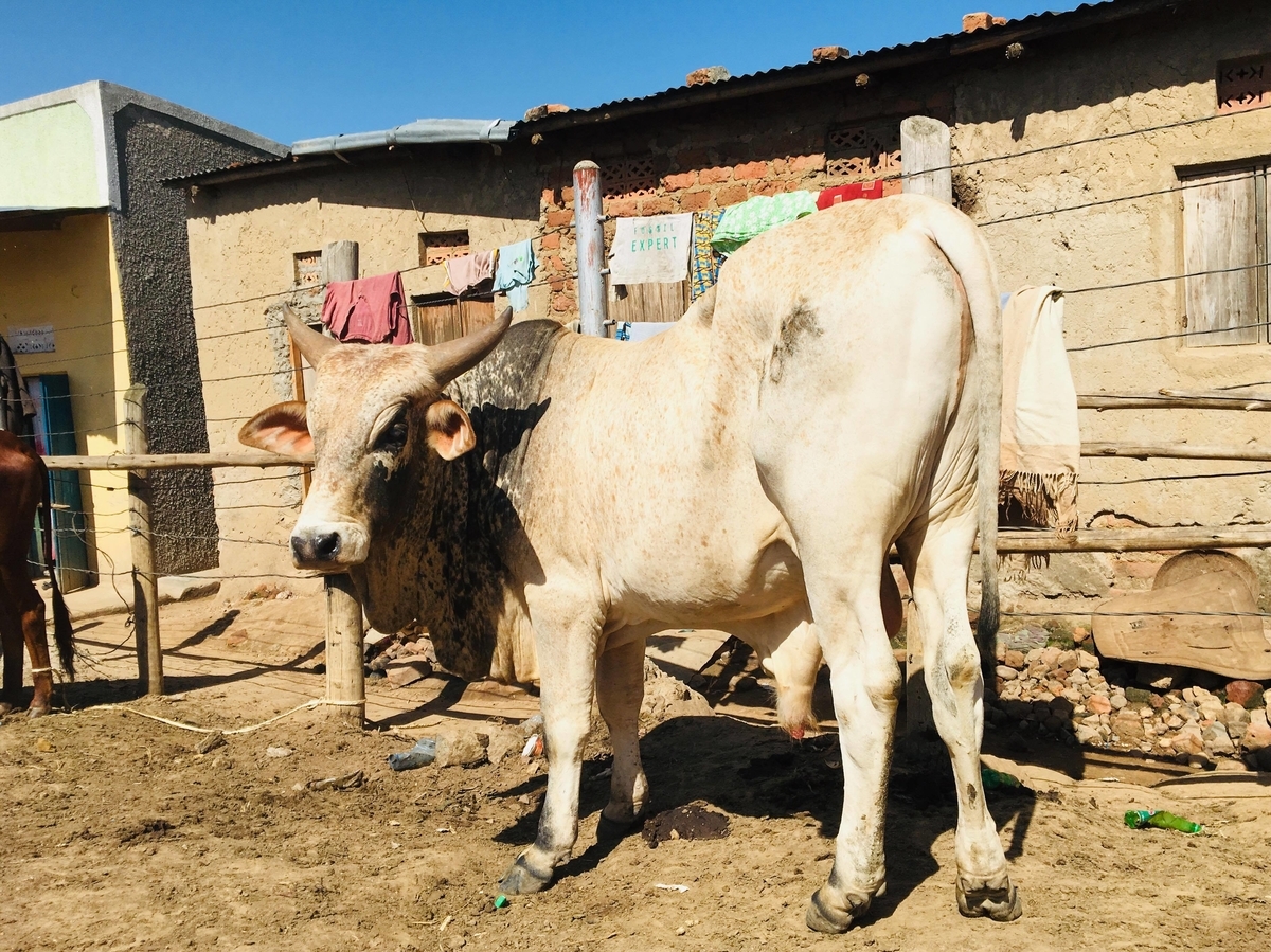 f:id:ugandacowcowdiary:20190318005512j:plain