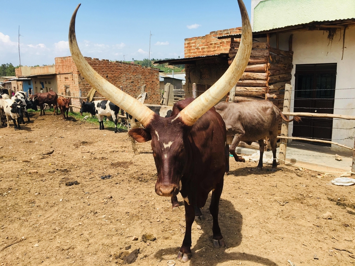 f:id:ugandacowcowdiary:20190318005525j:plain