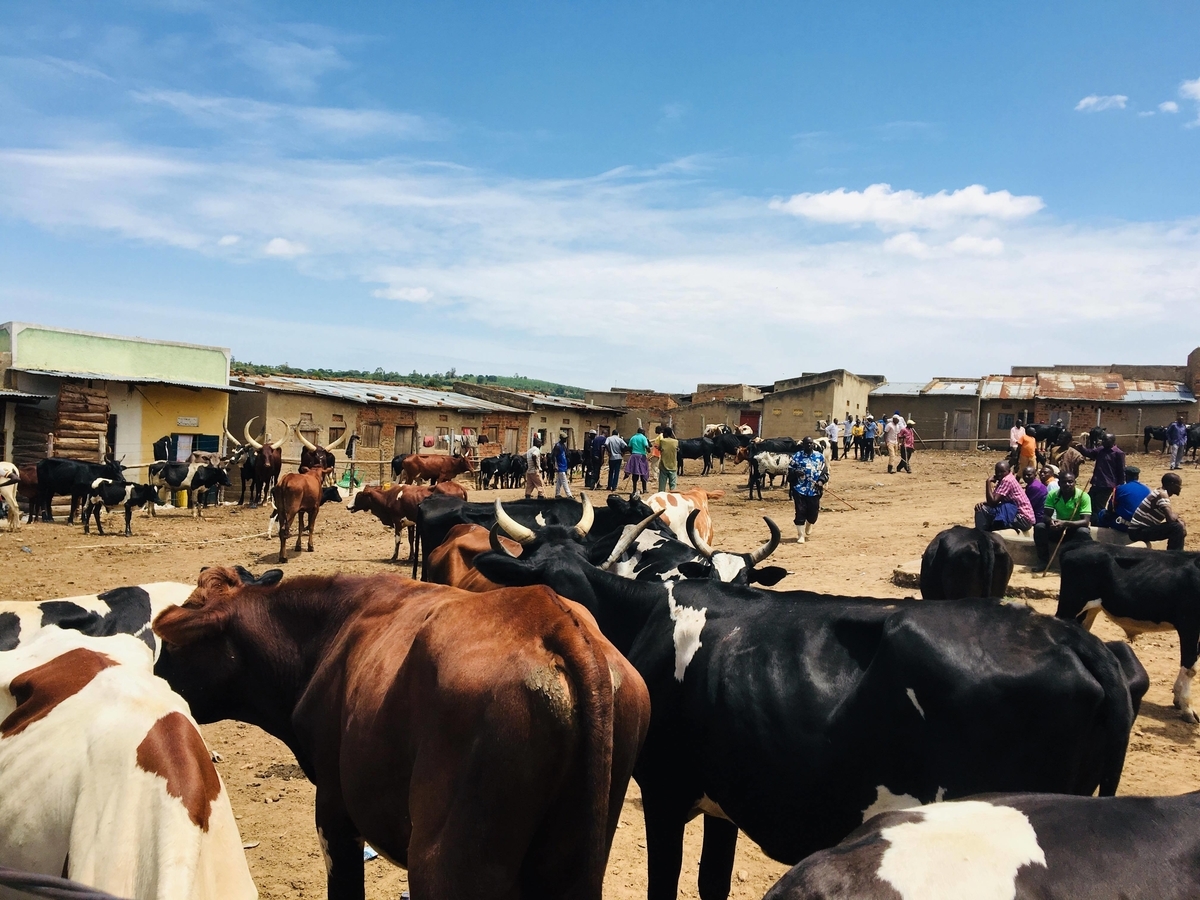 f:id:ugandacowcowdiary:20190318005545j:plain