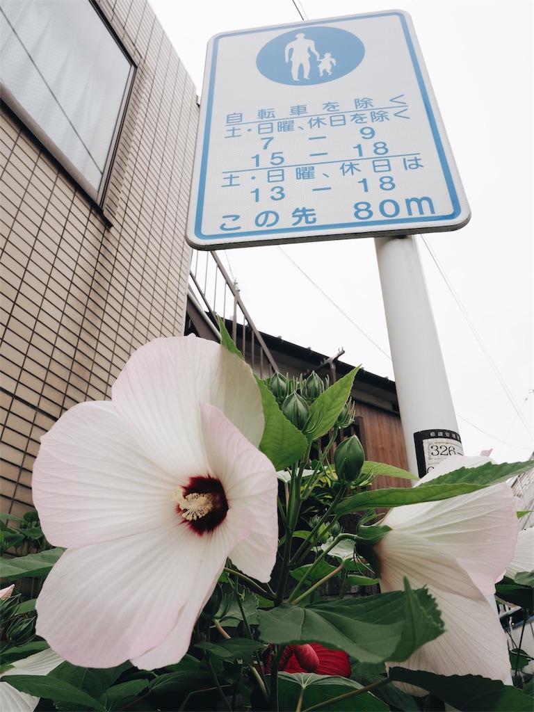大きなハイビスカスみたいな花 Ugiko Kitchen