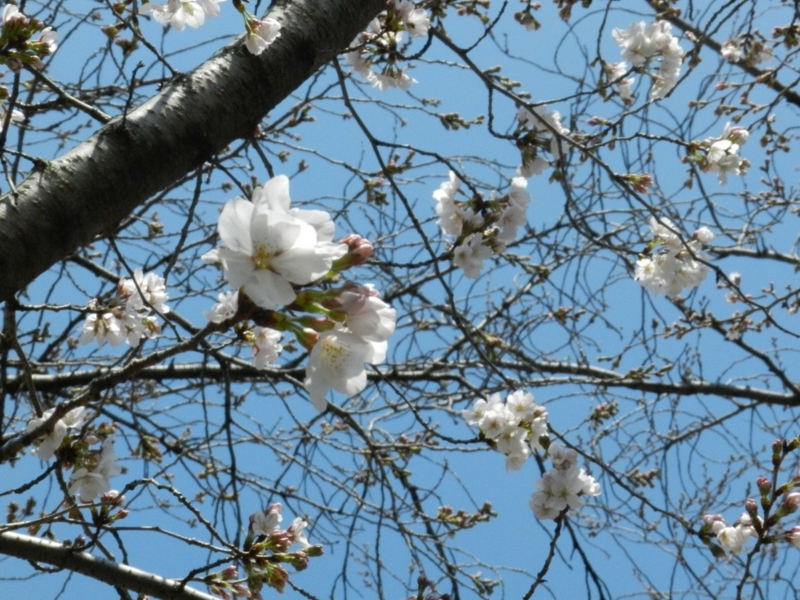 f:id:ugomemo-kyuuya:20140328120621j:plain