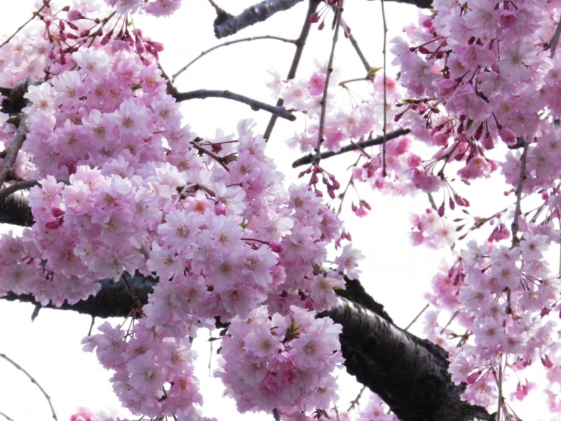 f:id:ugomemo-kyuuya:20140407132946j:plain