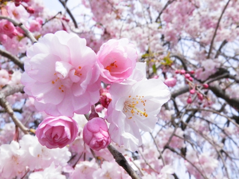 f:id:ugomemo-kyuuya:20140407135428j:plain
