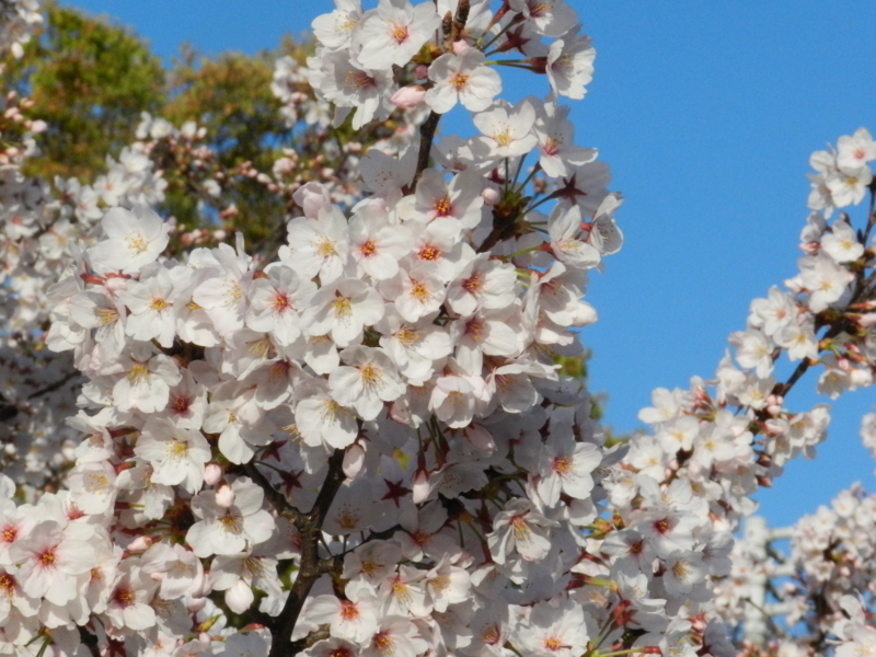 f:id:ugomemo-kyuuya:20150402065047j:plain