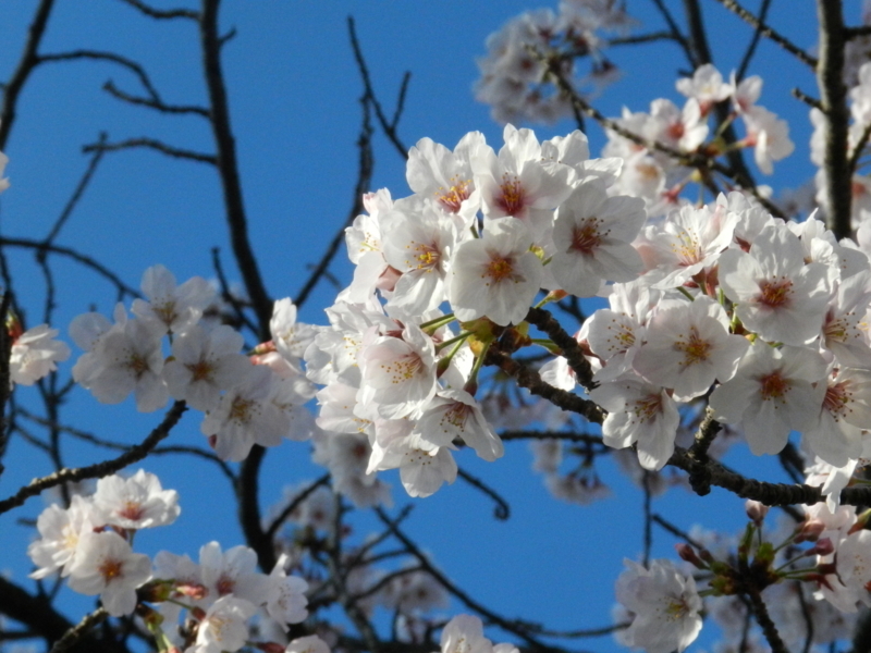 f:id:ugomemo-kyuuya:20150402065537j:plain