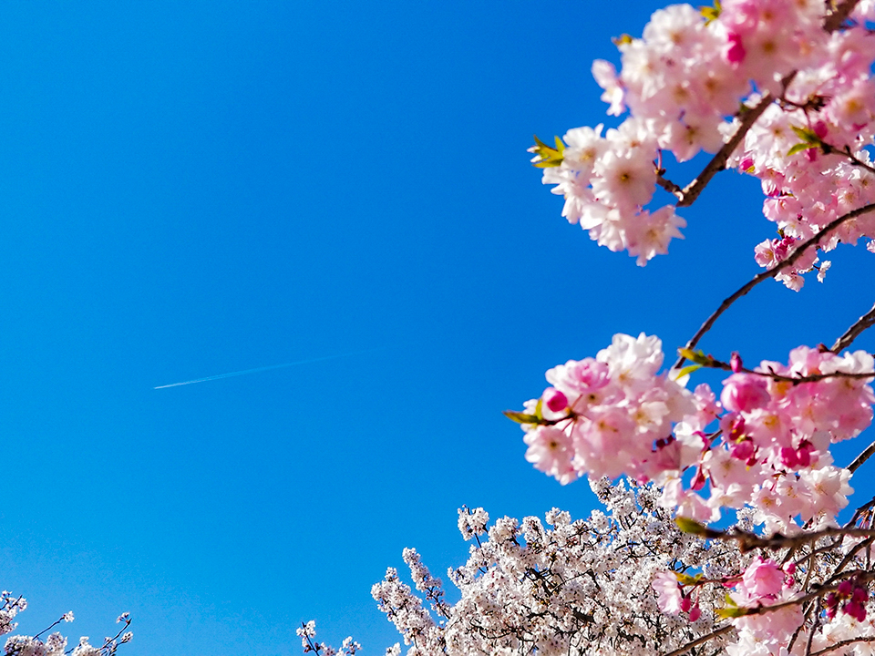 f:id:ugouken:20200406235741j:plain f:id:ugouken:20200406235741j:plain