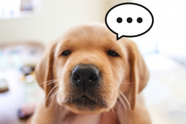 f:id:ugrade:20170523055549j:plain 後悔