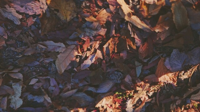 f:id:uguisumire:20171209174319j:image