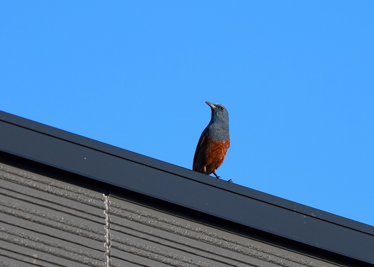 ノスリが飛んで来た - 野鳥大好き!Ⅳ