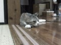 うちの猫
