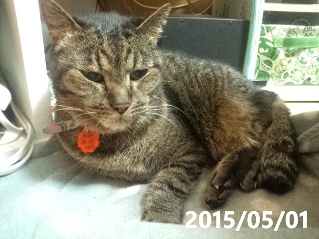 うちの猫