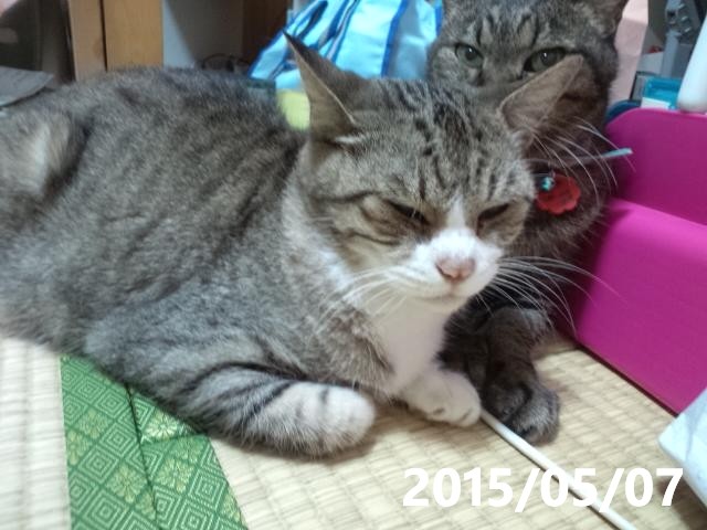 うちの猫
