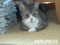 うちの猫