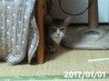 うちの猫