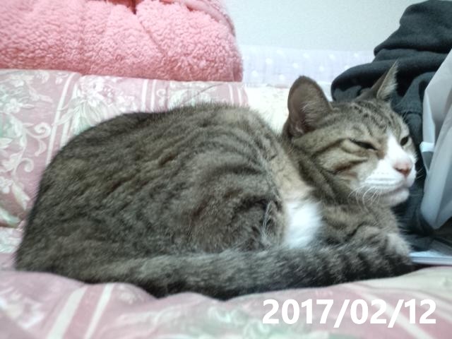 うちの猫