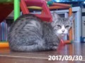 うちの猫