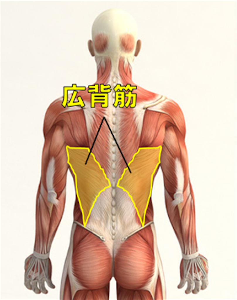 腹筋ローラーを使った筋トレが凄すぎる ういちの家