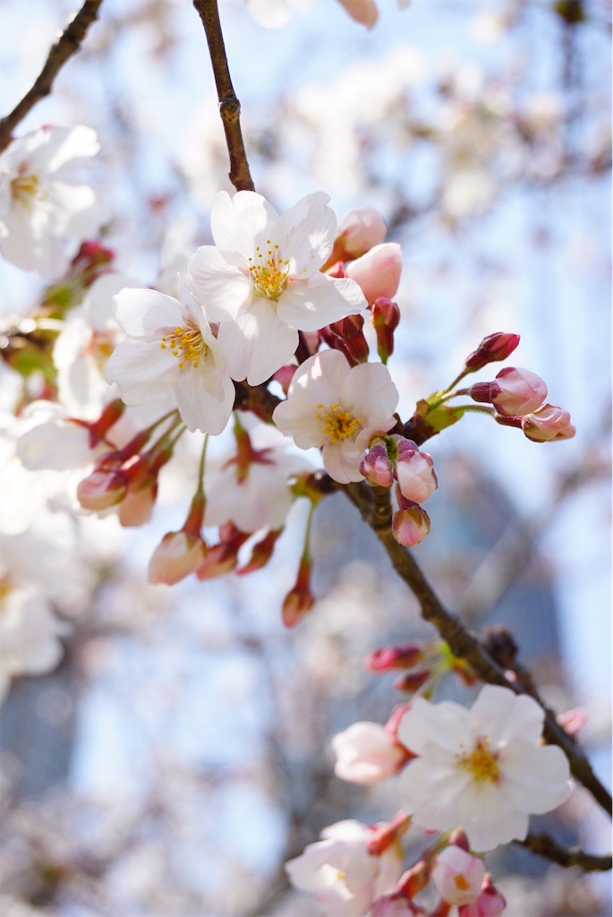f:id:uji-shoten:20190330103658j:image