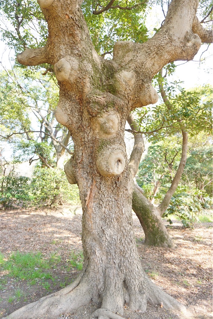 f:id:uji-shoten:20190330103709j:image