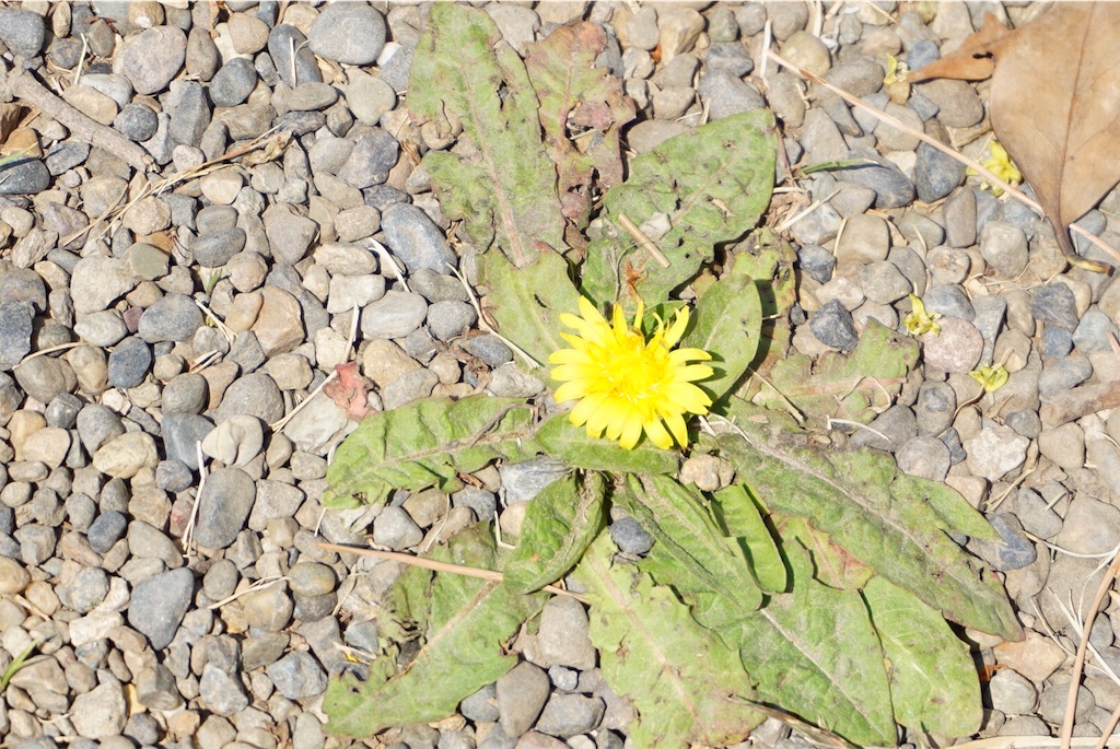f:id:uji-shoten:20190330103726j:image