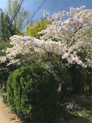 f:id:ujii:20190530235406j:image f:id:ujii:20190530235406j:image