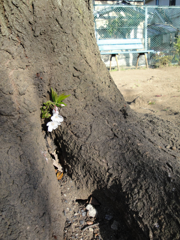 f:id:ujikenorio:20110404163012j:image