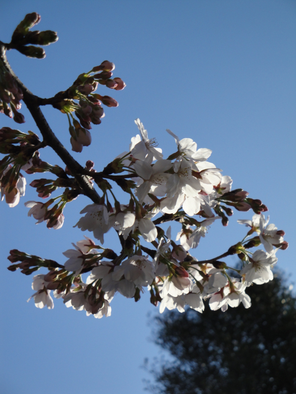 f:id:ujikenorio:20110404163048j:image