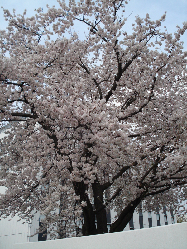 f:id:ujikenorio:20110410154806j:image f:id:ujikenorio:20110410154806j:image