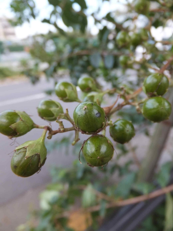 f:id:ujikenorio:20110924155801j:image