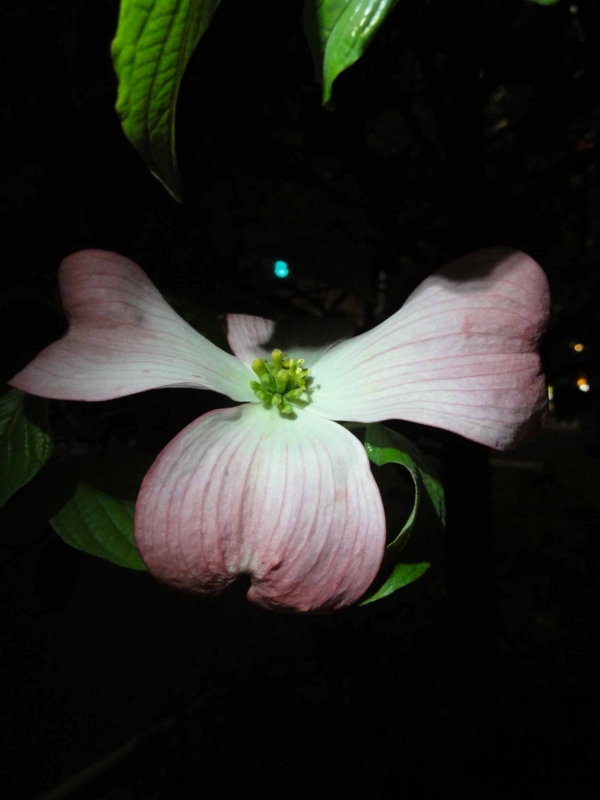 f:id:ujikenorio:20120429235404j:image