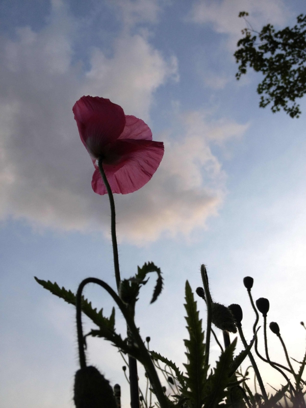 f:id:ujikenorio:20120514175230j:image