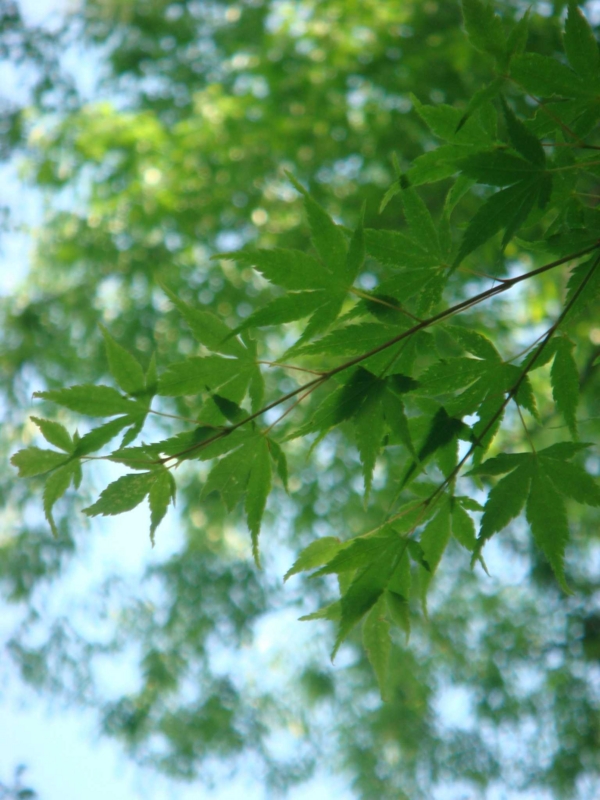 f:id:ujikenorio:20120517141351j:image f:id:ujikenorio:20120517141351j:image