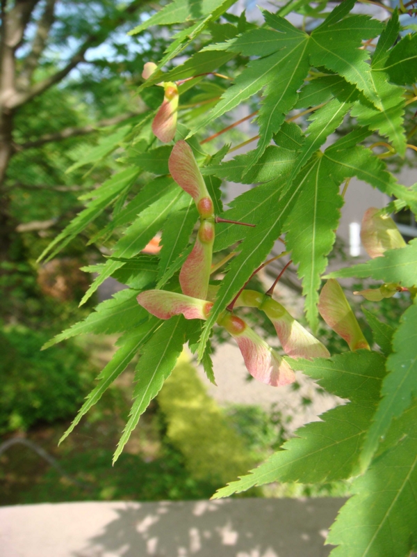 f:id:ujikenorio:20120522144310j:image