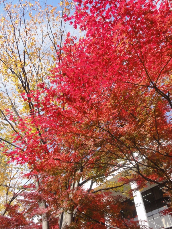 f:id:ujikenorio:20121115124522j:image f:id:ujikenorio:20121115124522j:image